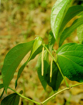 ช้าพลู Piper sarmentosum Roxb. ex Hunter<br/>PIPERACEAE